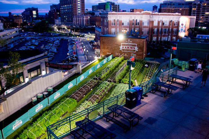 Azoteas y patios son convertidos en cultivos urbanos en EEUU
